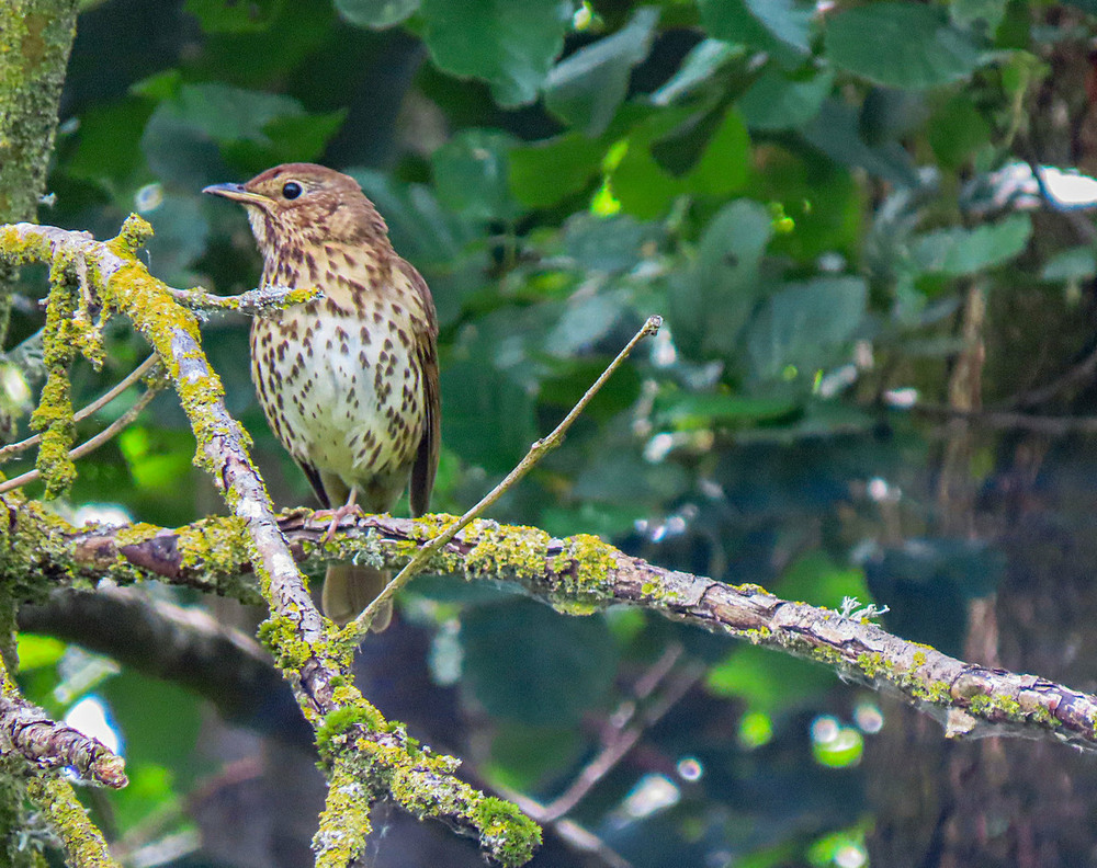 Фотографія Дрізд співочий Turdus philomelos. (Певчий дрозд. Song Thrush.) / Станіслав Гр / photographers.ua