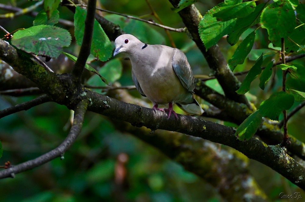 Фотографія Кольчатая горлица (Streptopelia decaocto) / Станіслав Гр / photographers.ua