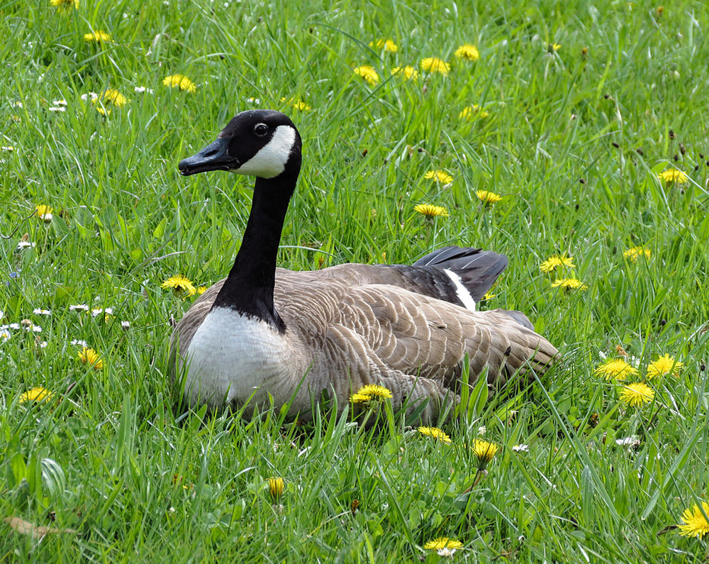 Фотографія Канадская казарка (лат. Branta canadensis) / Станіслав Гр / photographers.ua