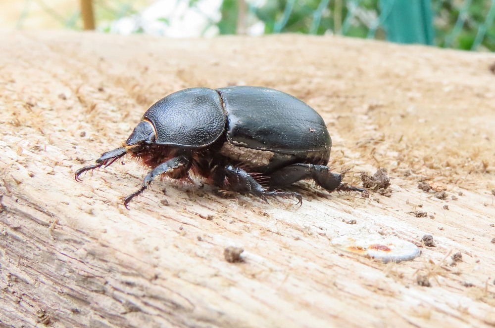 Фотографія Дупляк кукурудзяний (Pentodon idiota) / Станіслав Гр / photographers.ua