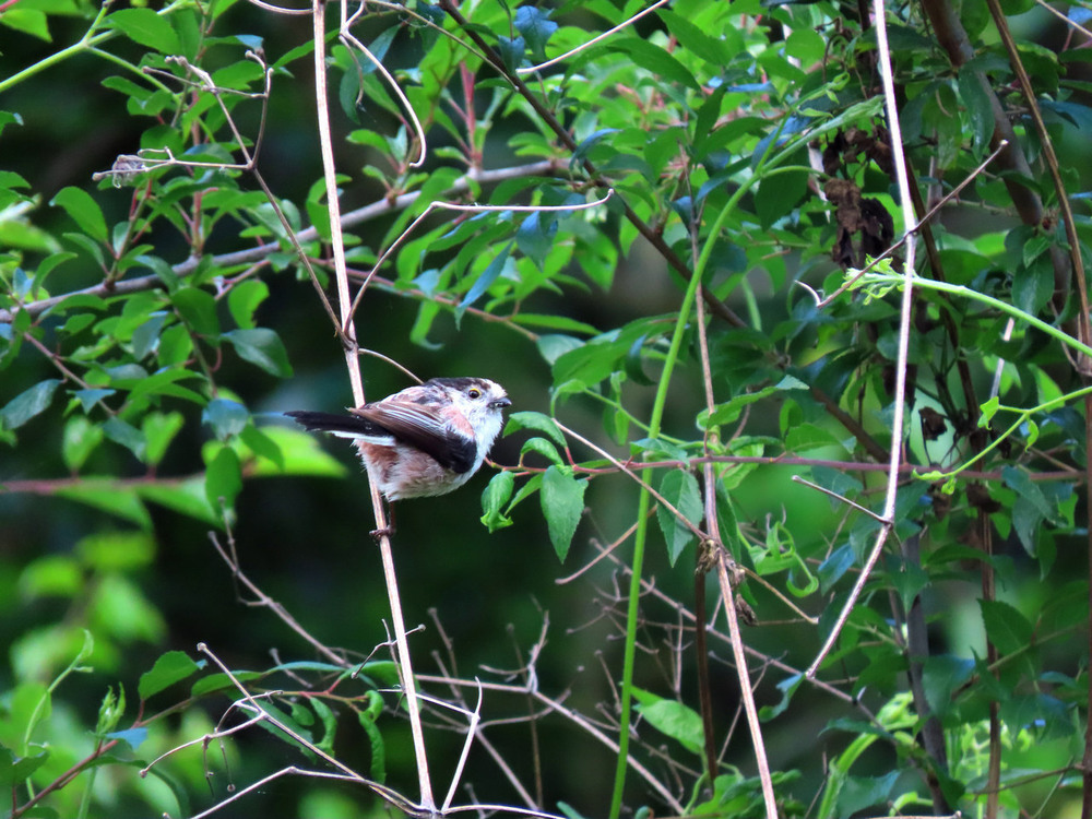 Фотографія Синиця довгохвоста Aegithalos caudatus / Станіслав Гр / photographers.ua