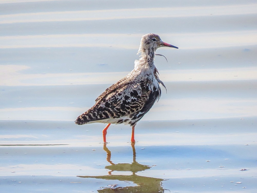 Фотографія Брижач.Турухтан (Philomachus pugnax) Ruff. / Станіслав Гр / photographers.ua