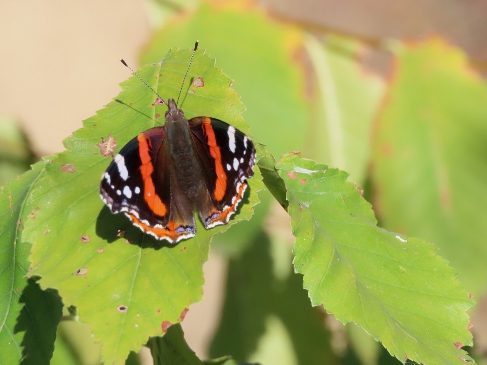 Фотографія Адмирал (Vanessa atalanta). / Станіслав Гр / photographers.ua