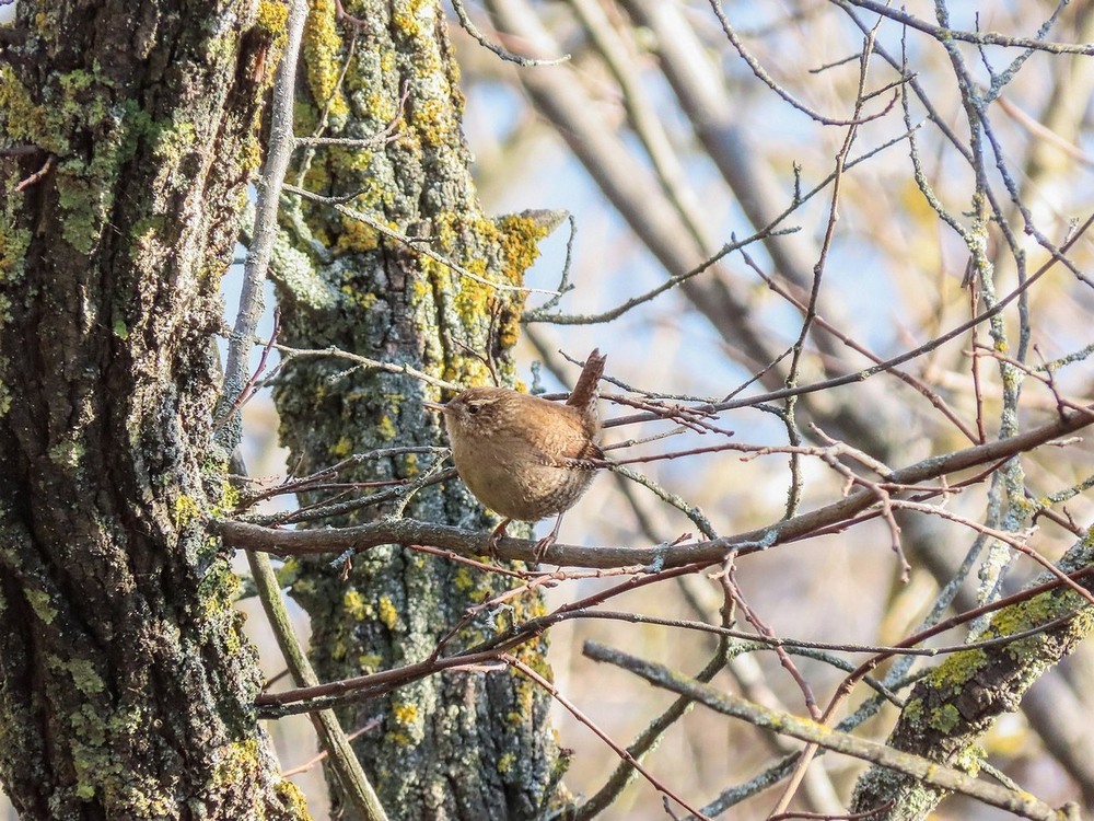 Фотографія Волове очко (Troglodytes troglodytes) / Станіслав Гр / photographers.ua