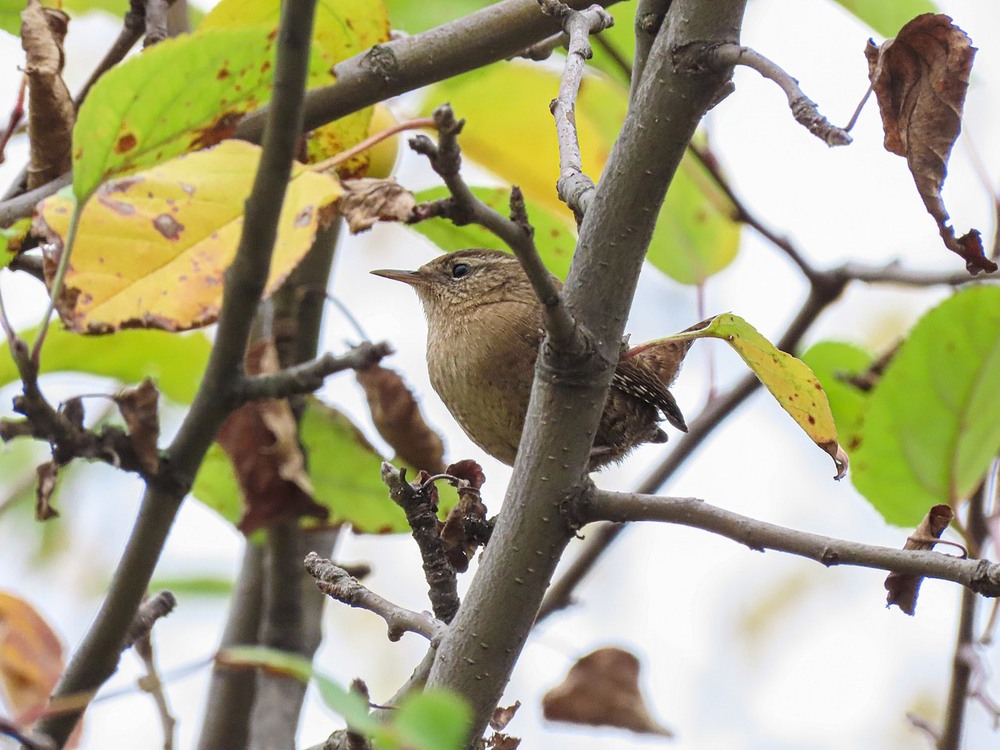 Фотографія Волове очко (Troglodytes troglodytes) / Станіслав Гр / photographers.ua
