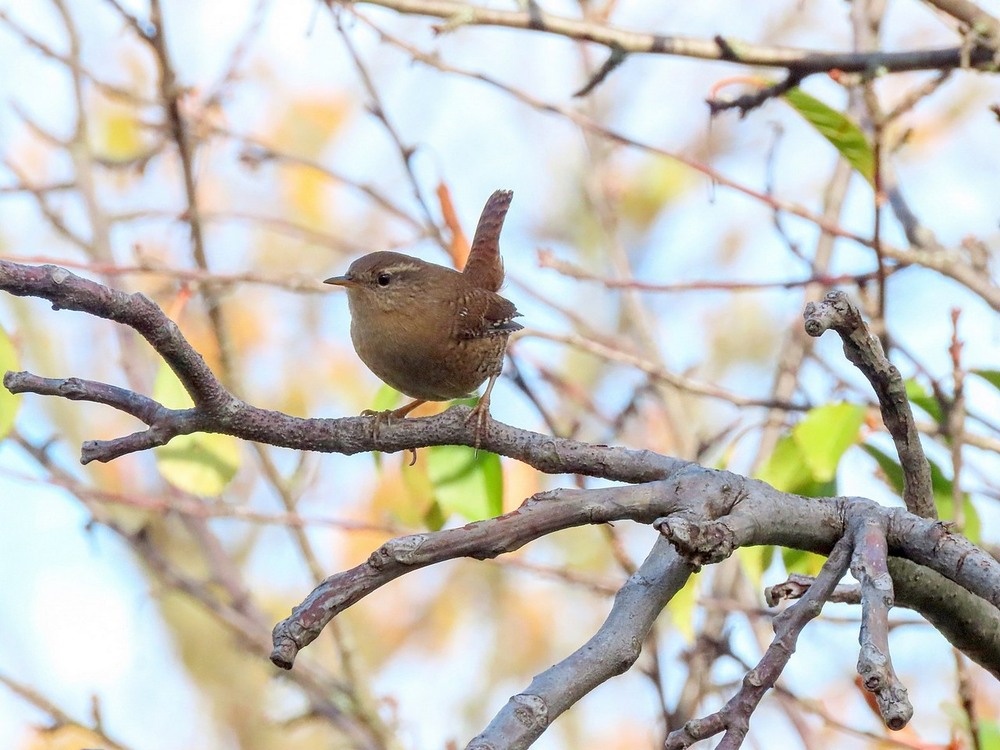 Фотографія Волове очко (Troglodytes troglodytes) / Станіслав Гр / photographers.ua