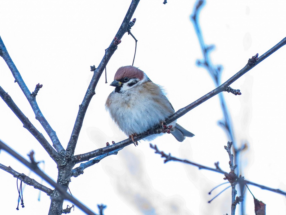 Фотографія Горобчик. / Станіслав Гр / photographers.ua