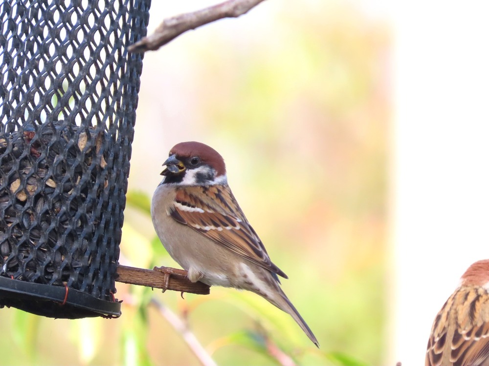 Фотографія Горобець польовий. / Станіслав Гр / photographers.ua