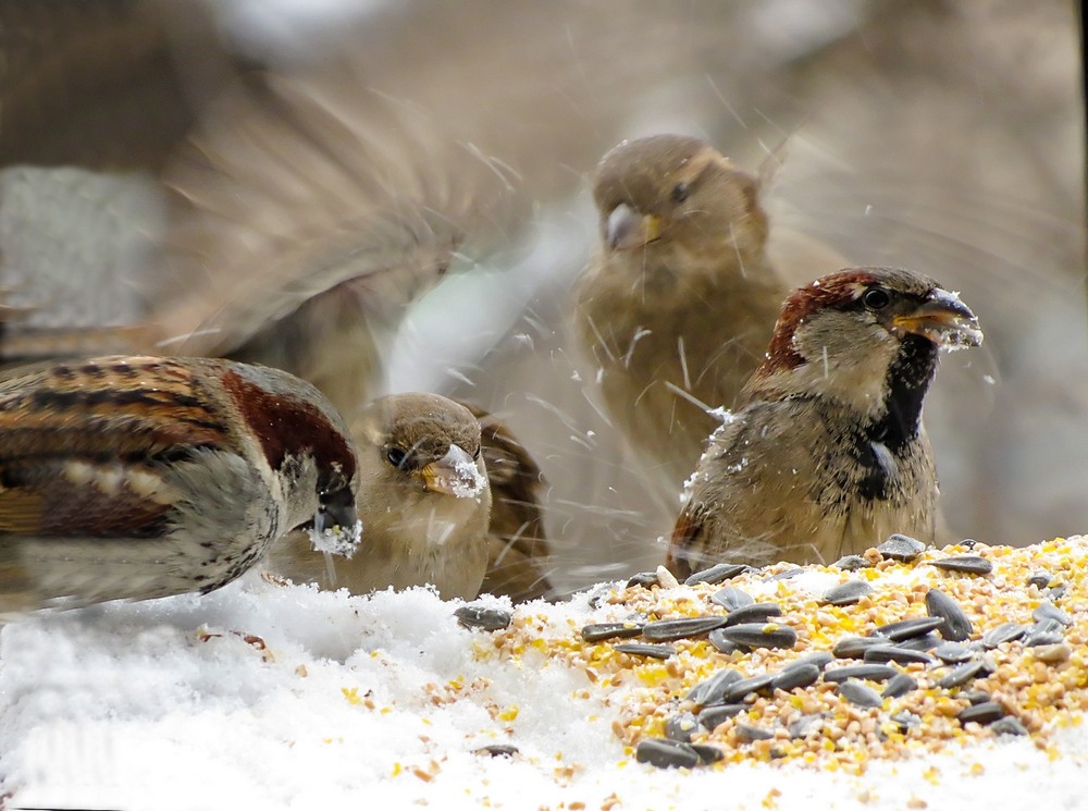 Фотографія Зимова симфонія горобців. / Станіслав Гр / photographers.ua