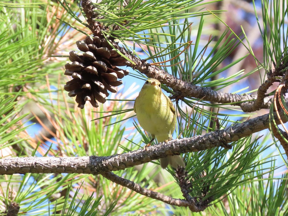 Фотографія Вівчарик  весняний. / Станіслав Гр / photographers.ua