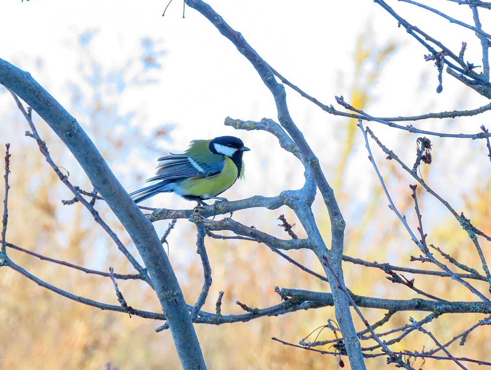 Фотографія Синиця велика (Parus major) / Станіслав Гр / photographers.ua