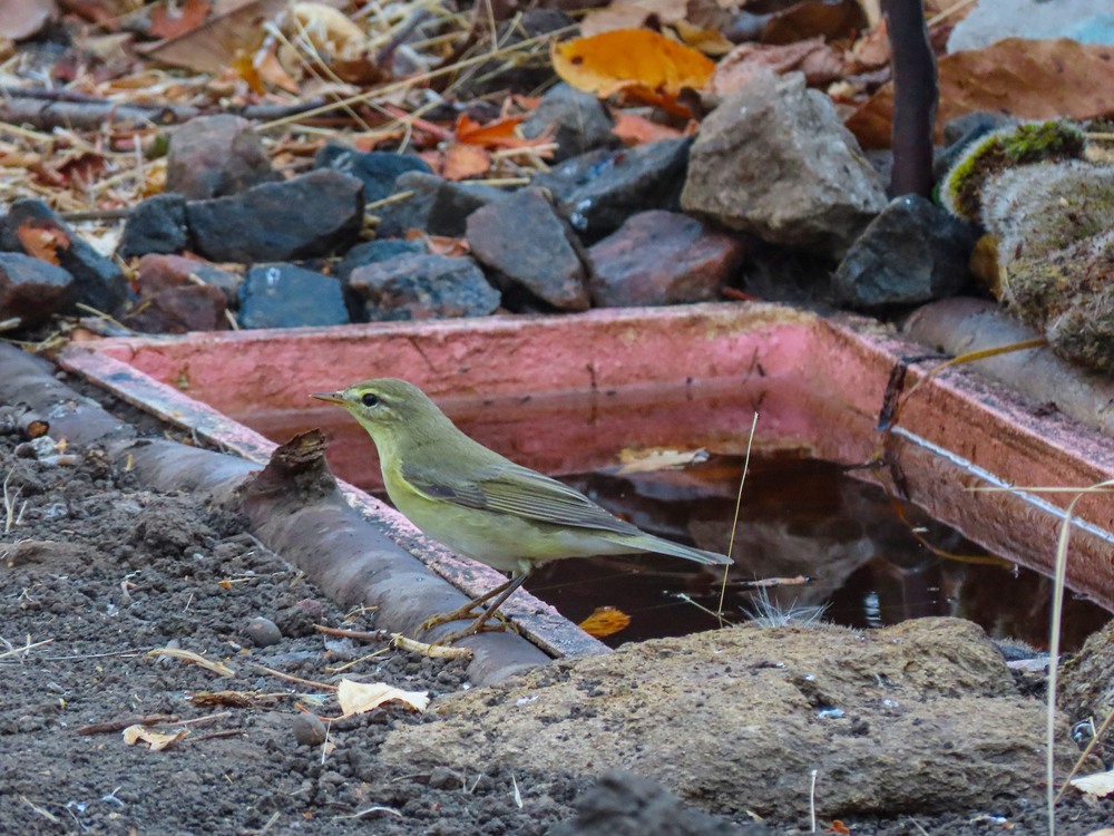 Фотографія Вівчарик  начеб то весняний. / Станіслав Гр / photographers.ua