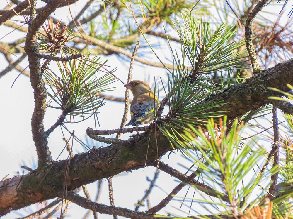 Фотографія Зеленяк (Chloris chloris ) European Greenfinch / Станіслав Гр / photographers.ua
