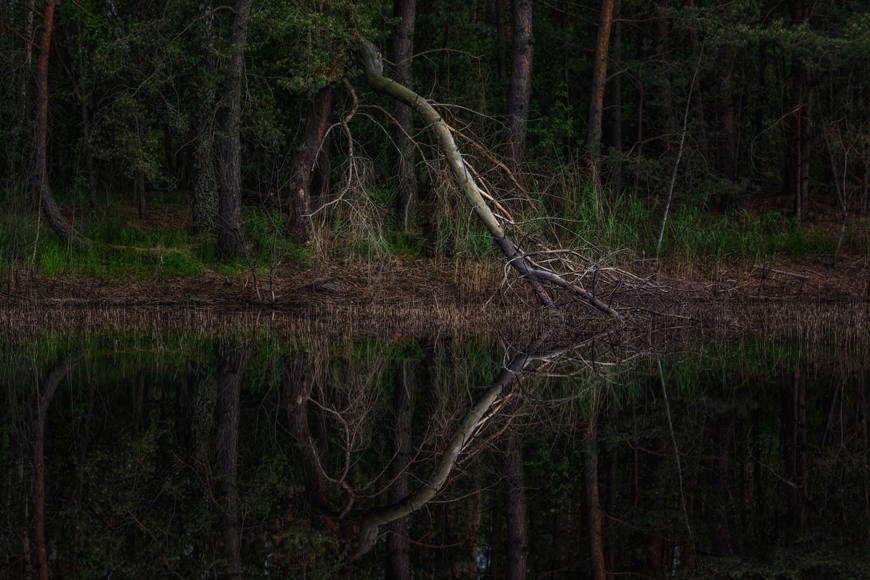 Фотографія Магический лес / Kateryna Sypailova / photographers.ua