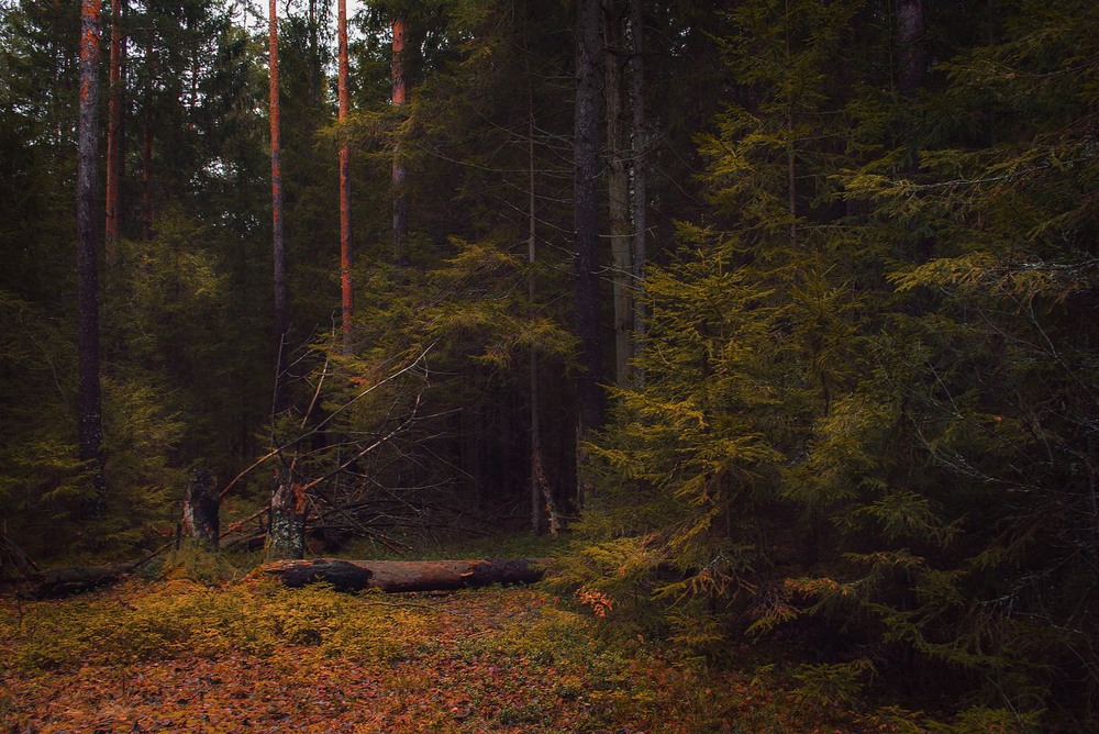 Фотографія В волшебном лесу / Екатерина Кокушкина / photographers.ua