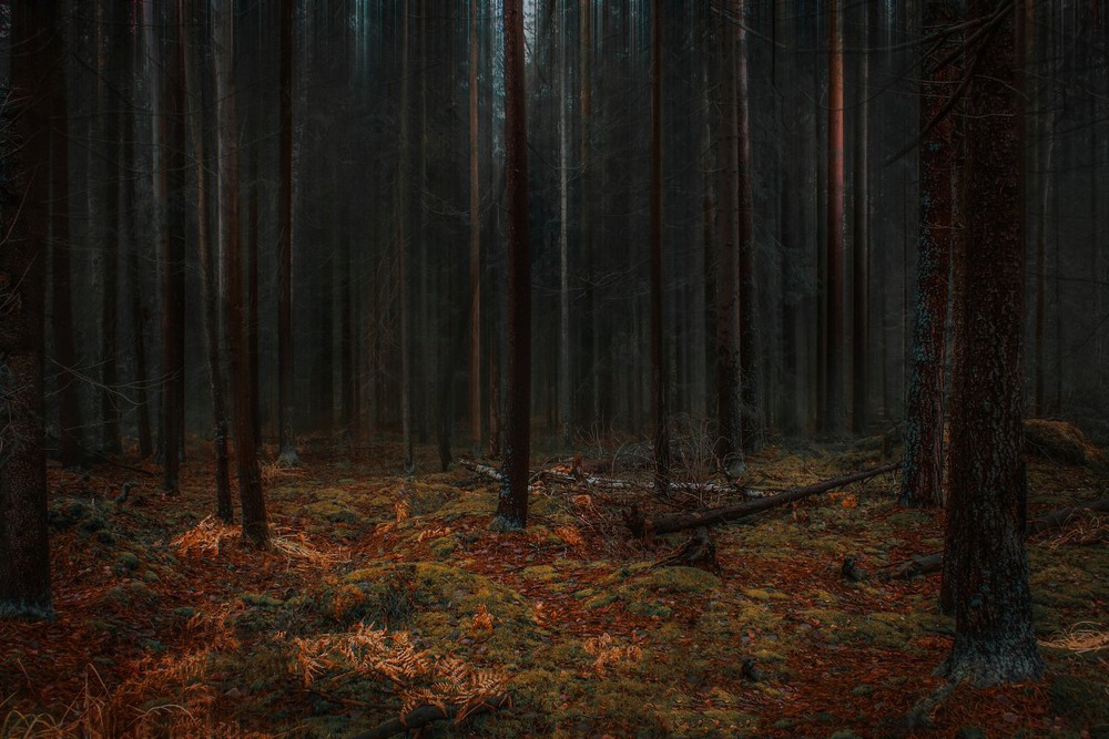 Фотографія В темном лесу / Екатерина Кокушкина / photographers.ua