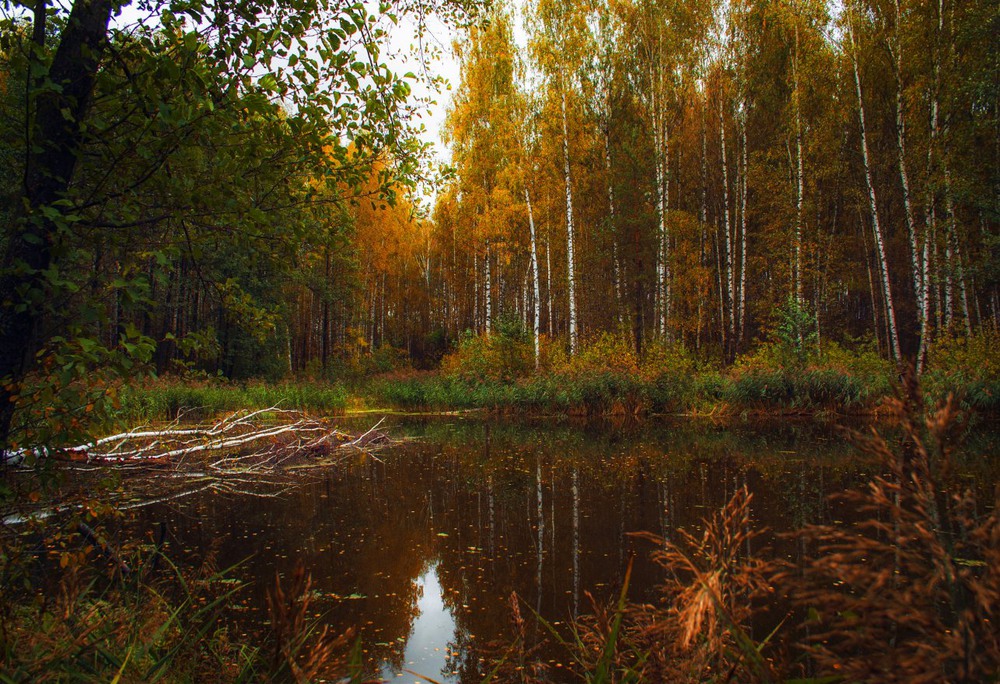 Фотографія Осень на лесном озере / Екатерина Кокушкина / photographers.ua