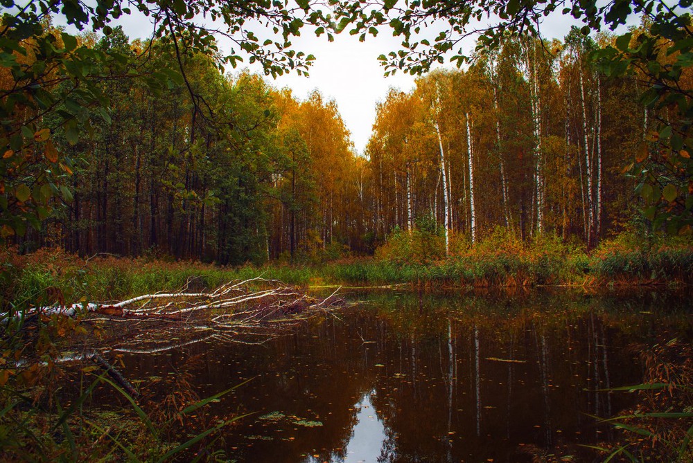Фотографія Осень в окошке / Екатерина Кокушкина / photographers.ua
