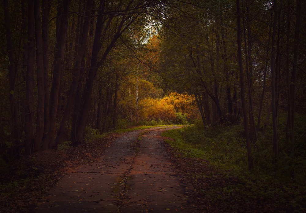 Фотографія Осенний лес / Екатерина Кокушкина / photographers.ua