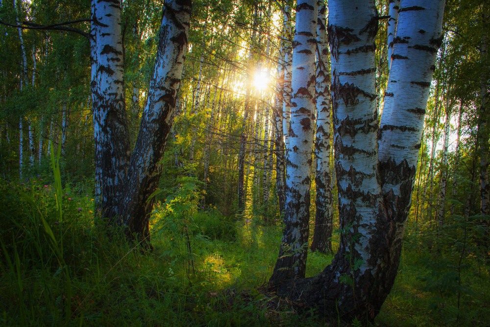 Фотографія В летнем лесу / Екатерина Кокушкина / photographers.ua