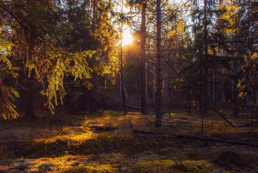 Фотографія Волшебное утро в лесу / Екатерина Кокушкина / photographers.ua