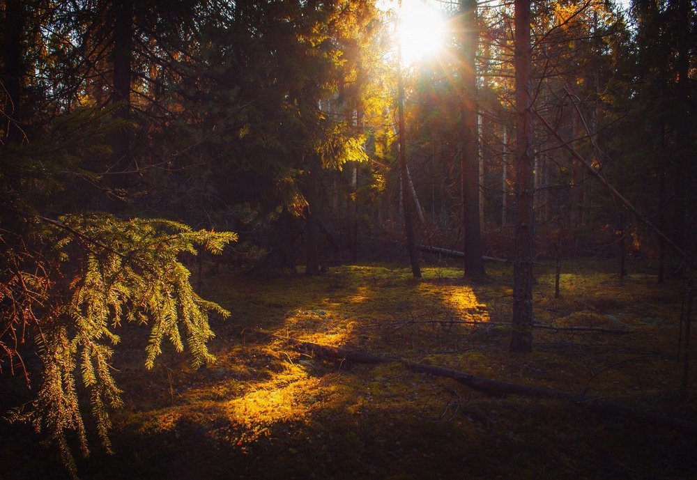 Фотографія Утро в лесу / Екатерина Кокушкина / photographers.ua