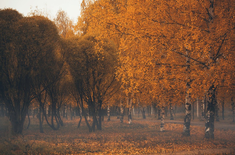 Фотографія *** / Екатерина Кокушкина / photographers.ua