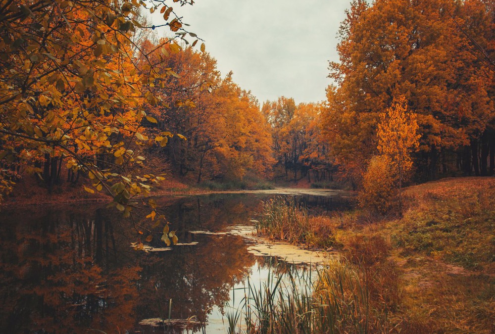 Фотографія Осень на старом пруду / Екатерина Кокушкина / photographers.ua
