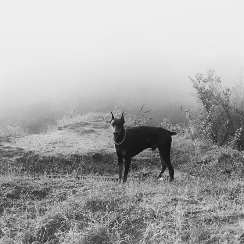 Фотографія Прогулянка в тумані / Роман Литвин / photographers.ua
