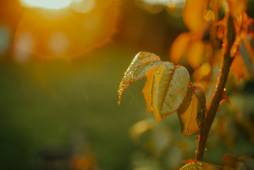 Фотографія вечернее солнце листья розы... / Сиротюк Наталья / photographers.ua
