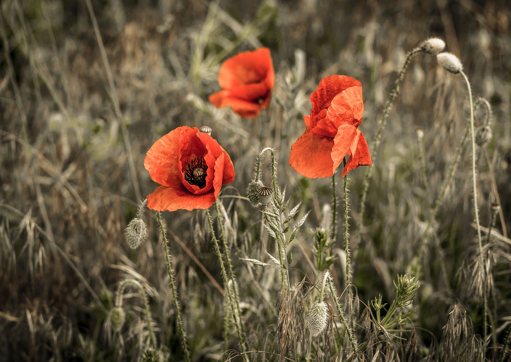 Фотографія "Red poppys" / Kostiantyn Skripachuk / photographers.ua