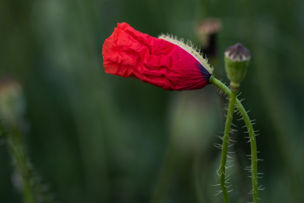 Фотографія мак / Marina Plotnic / photographers.ua