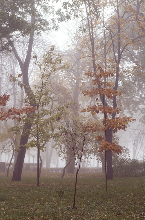 Фотографія Желто-зеленое настроение / Oleksiy S / photographers.ua