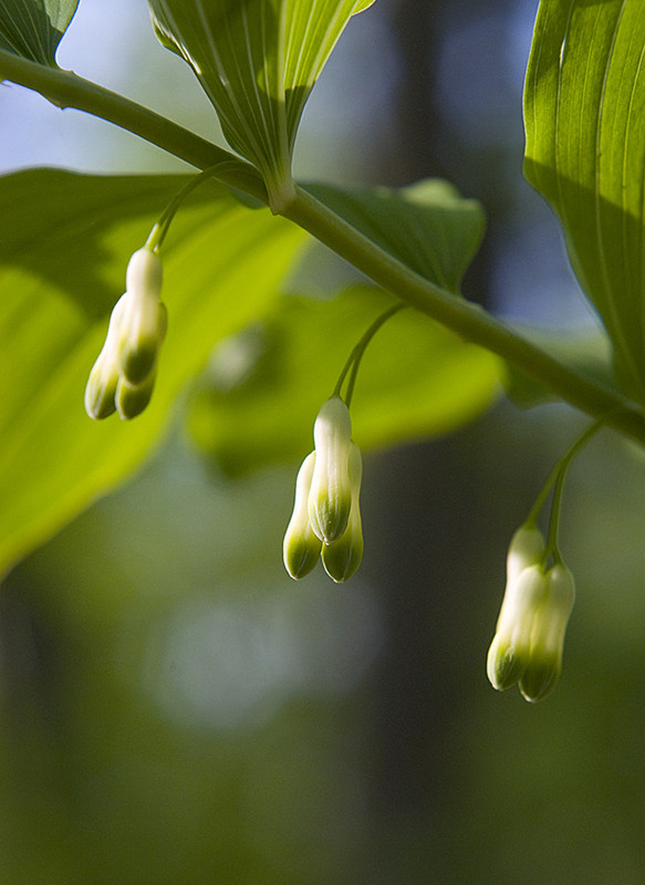 Фотографія Купена душистая (Polygonatum odoratum) / Oleksiy S / photographers.ua