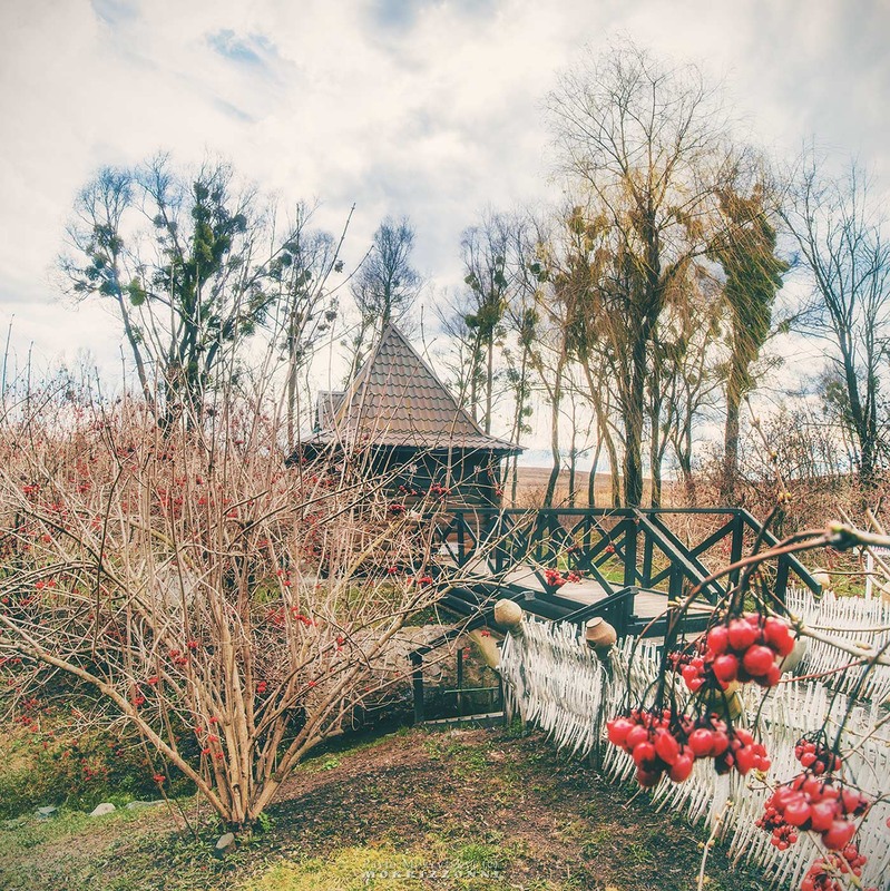 Фотографія "Цвітіння цілющих калин" / Мокрицький Павло MOKRIZZONNI / photographers.ua