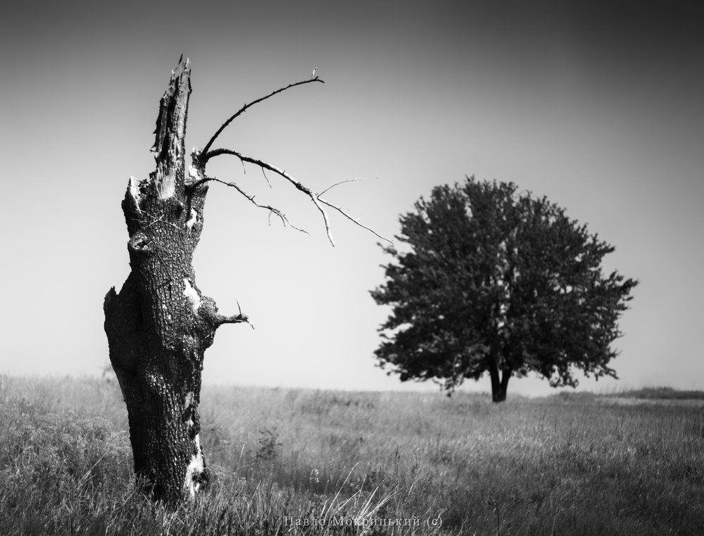 Фотографія "З життя Дерев" / Мокрицький Павло MOKRIZZONNI / photographers.ua