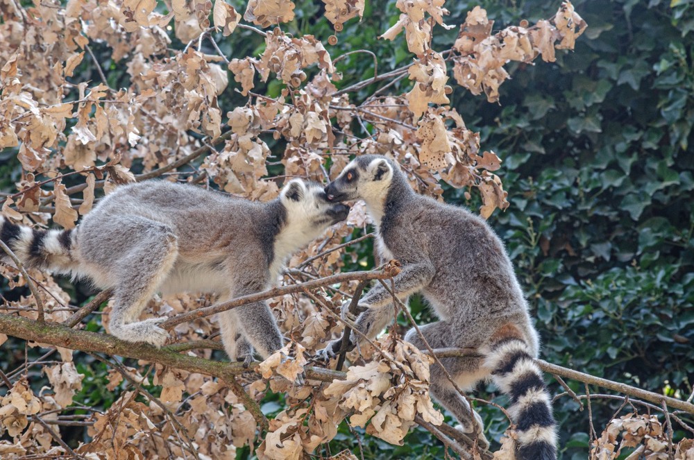 Фотографія Животные / Щукін Олександр / photographers.ua