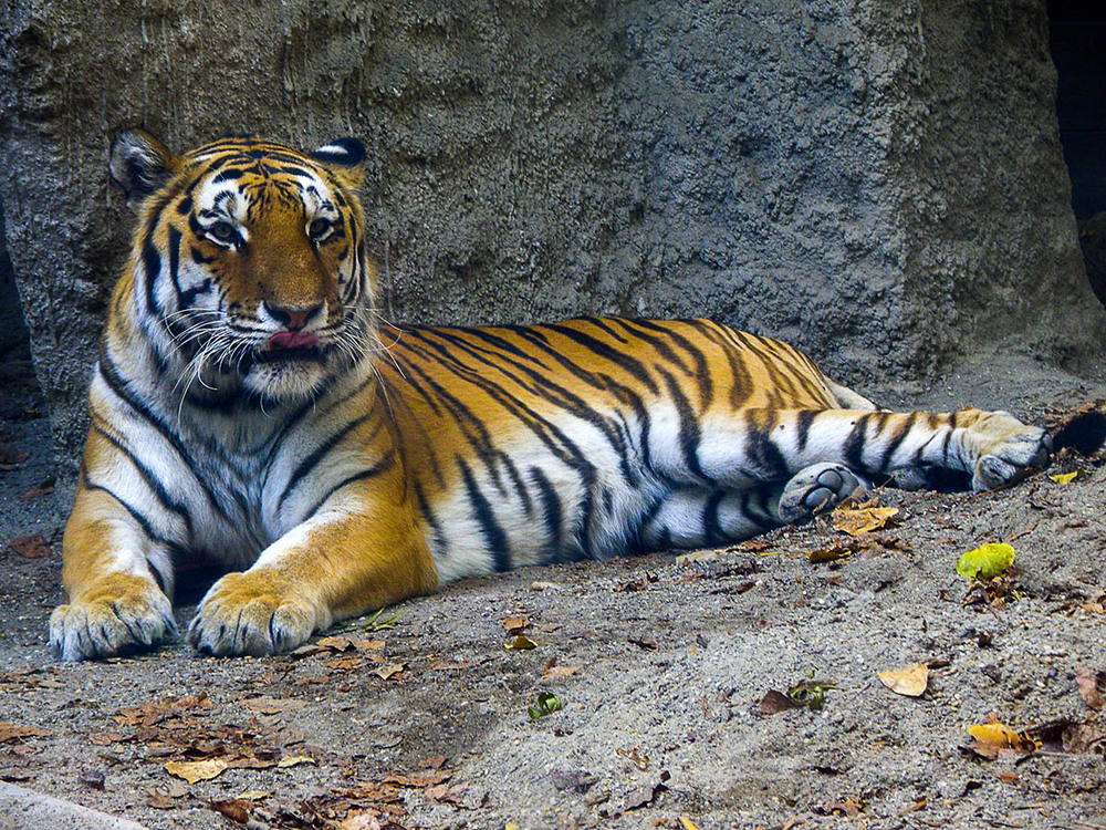 Фотографія Король джунглей / Щукін Олександр / photographers.ua