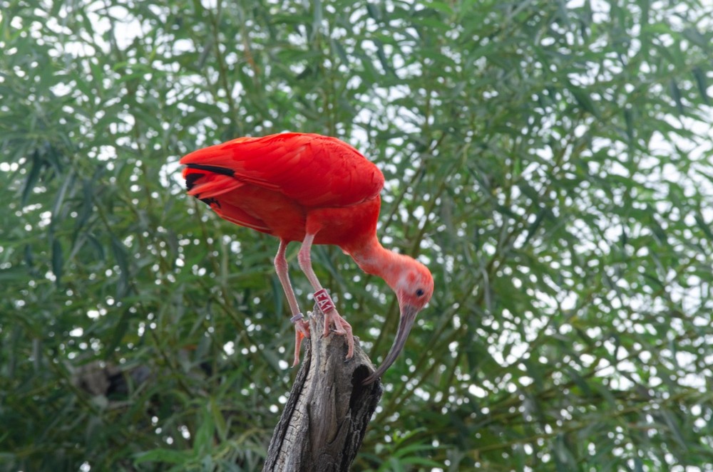 Фотографія Червоний ібис / Щукін Олександр / photographers.ua