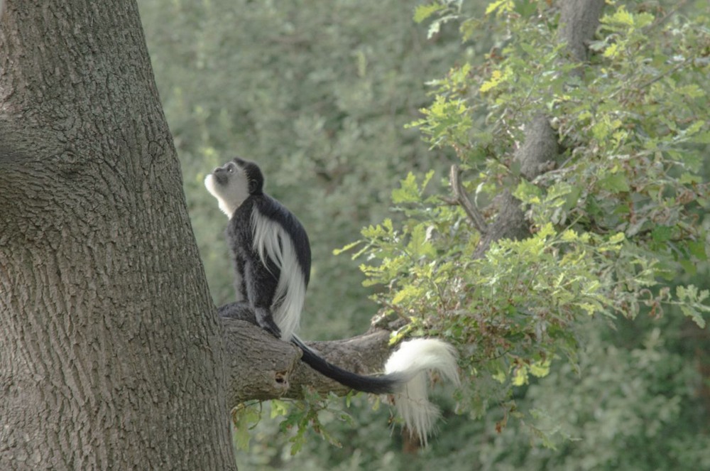 Фотографія Животные / Щукін Олександр / photographers.ua