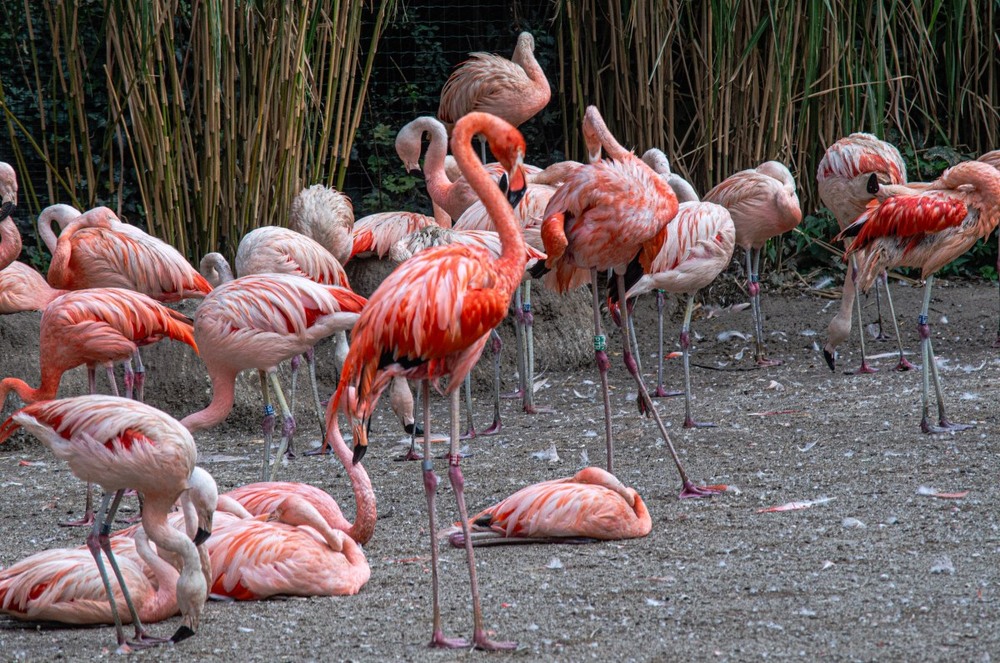 Фотографія Животные / Щукін Олександр / photographers.ua