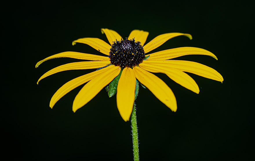 Фотографія Макро / Щукін Олександр / photographers.ua