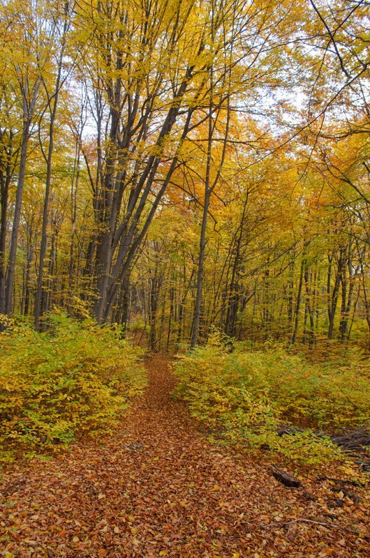 Фотографія Парк Погулянка / Щукін Олександр / photographers.ua