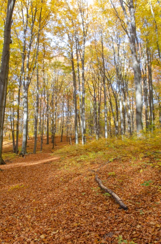 Фотографія Осінніми стежками / Щукін Олександр / photographers.ua