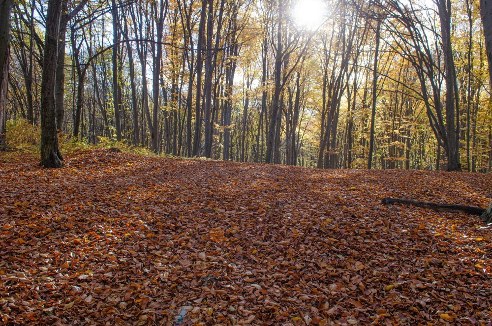 Фотографія Пейзаж / Щукін Олександр / photographers.ua