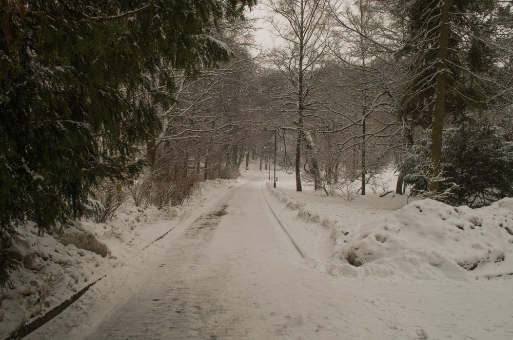 Фотографія Зимовими стежками Стрийського парку / Щукін Олександр / photographers.ua