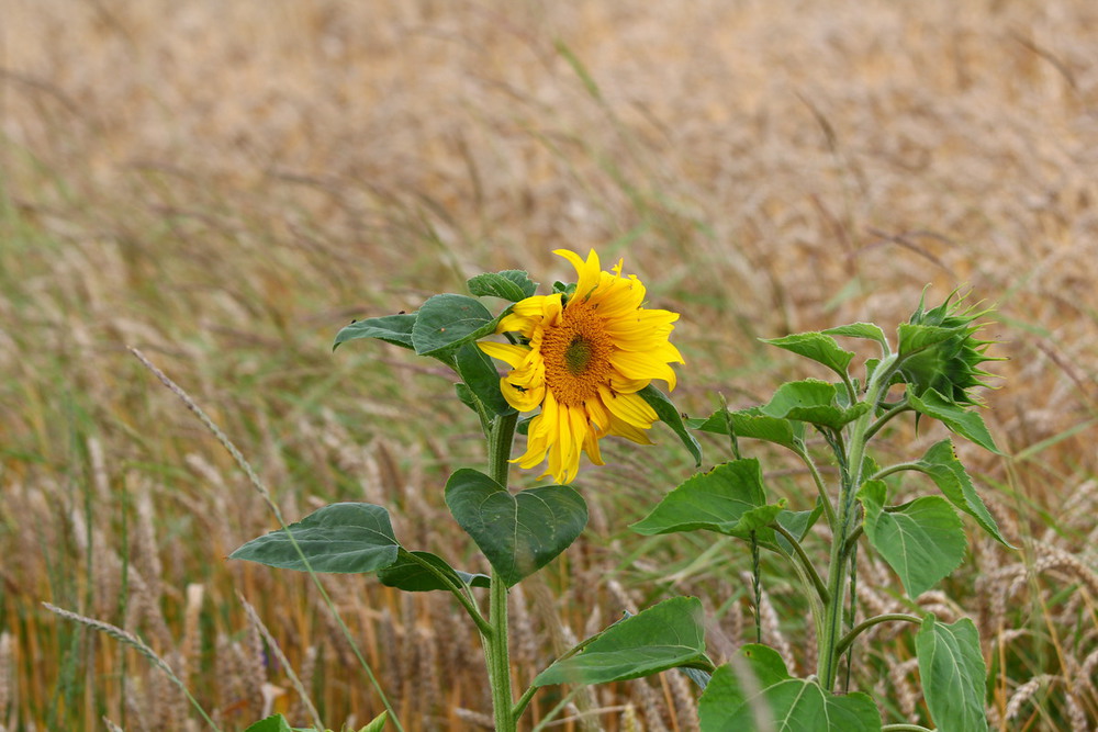 Фотографія Пейзаж / Александр Криничанский / photographers.ua