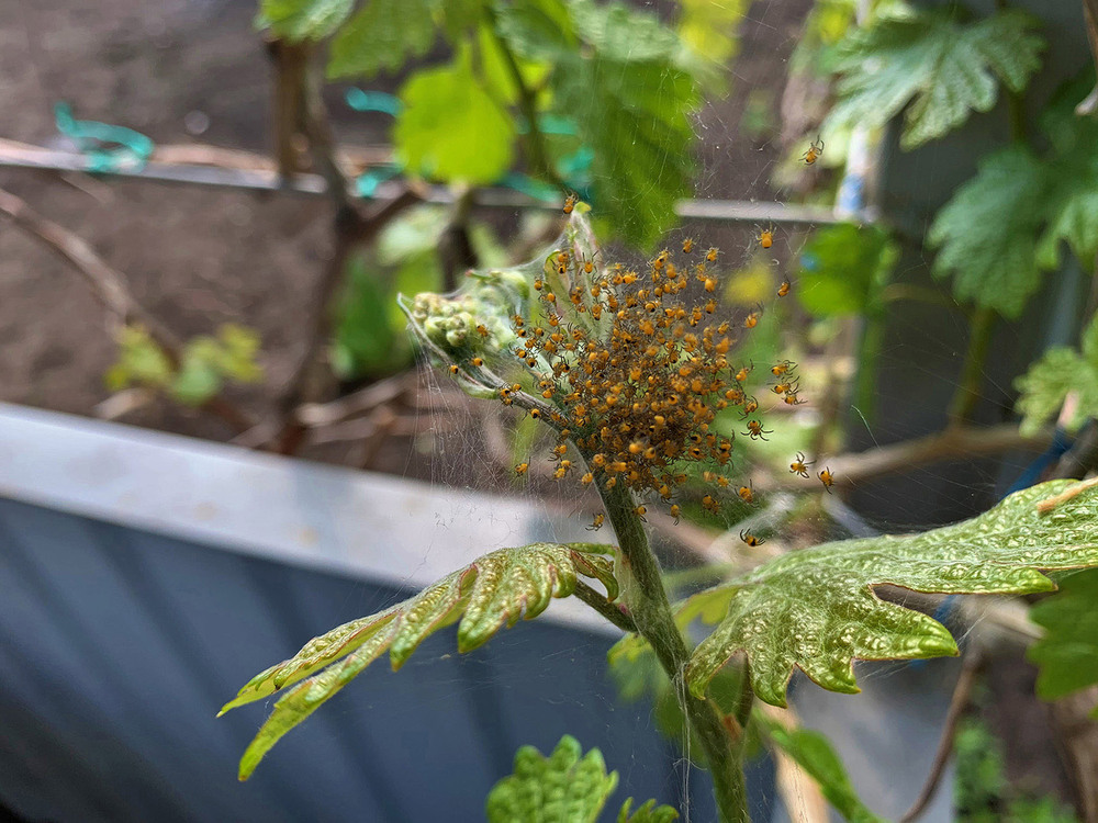 Фотографія Макро / Александр Криничанский / photographers.ua