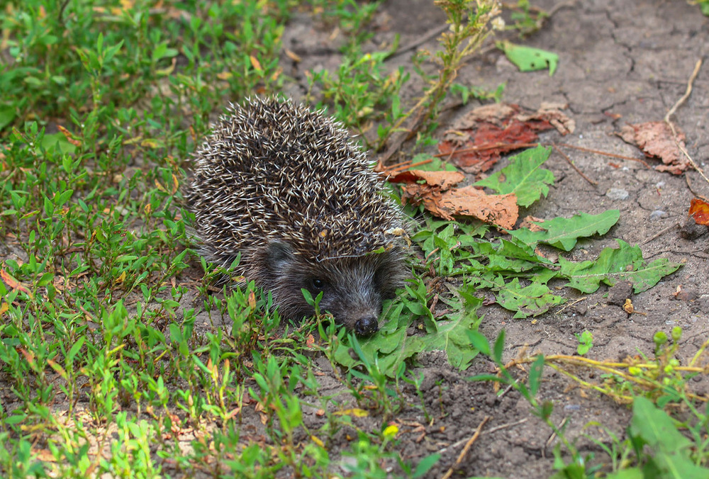 Фотографія Їжачок / Александр Криничанский / photographers.ua
