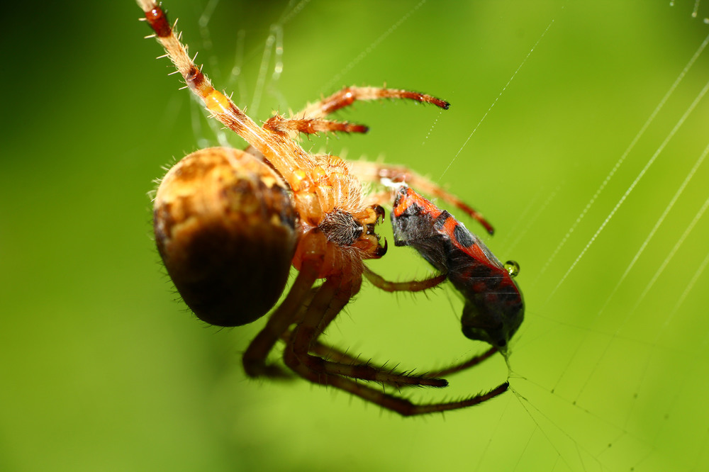 Фотографія Капля яда из жука сочится... / Александр Криничанский / photographers.ua